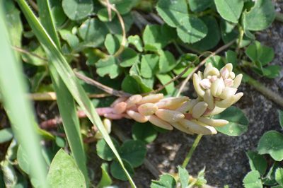 Sedum hispanicum, photographed by Pavel Kacl