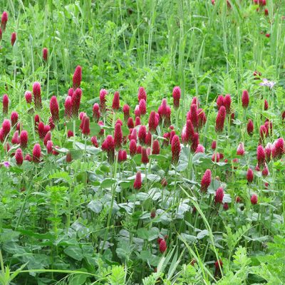 Trifolium incarnatum, photographed by R Clarke