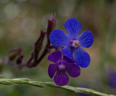 Anchusa azurea