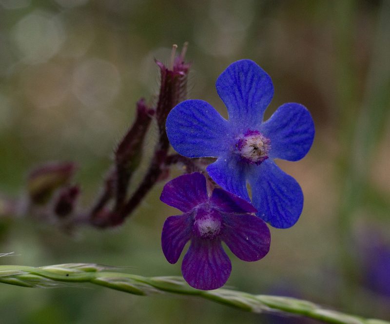 Anchusa azurea, photographed by Daniela Costa