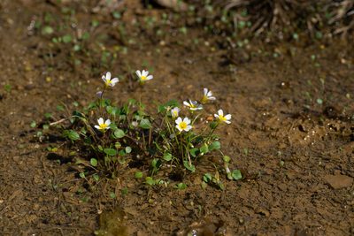 Leavenworthia torulosa, photographed by Kyle M. Simpson