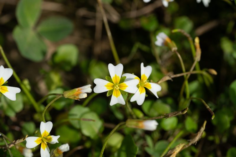 Leavenworthia torulosa, photographed by Kyle M. Simpson