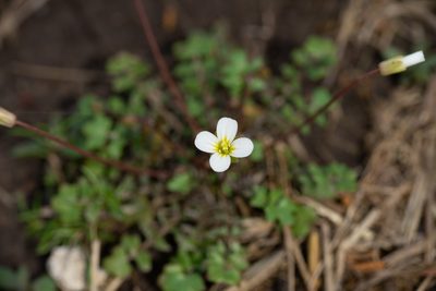 Leavenworthia uniflora, photographed by Kyle M. Simpson