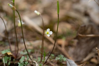 Leavenworthia uniflora, photographed by Kyle M. Simpson