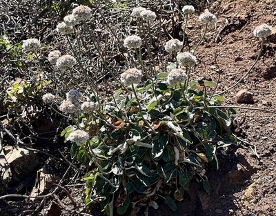 Eriogonum latifolium, photographed by Chuck Wilson
