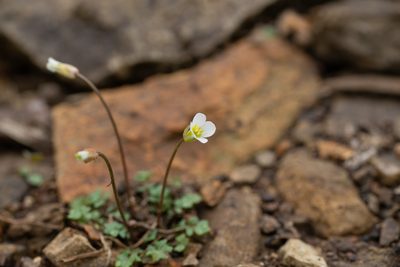 Leavenworthia uniflora, photographed by Kyle M. Simpson