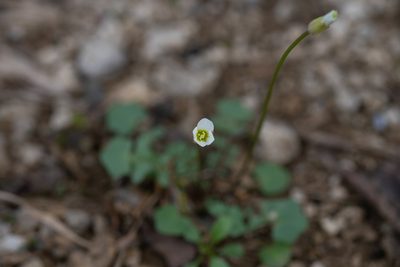 Leavenworthia uniflora, photographed by Kyle M. Simpson
