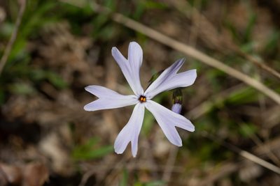 Phlox bifida, photographed by Kyle M. Simpson