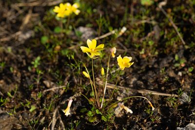 Leavenworthia stylosa, photographed by Kyle M. Simpson