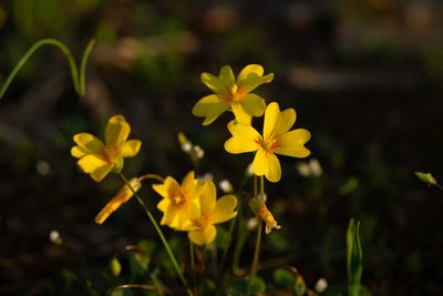 Leavenworthia stylosa, photographed by Kyle M. Simpson