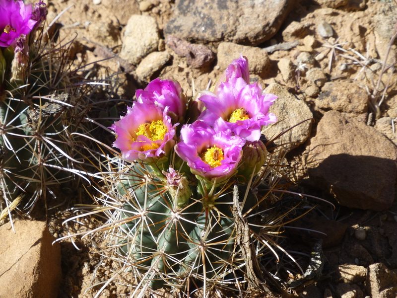 Sclerocactus parviflorus, photographed by Steve Woodward