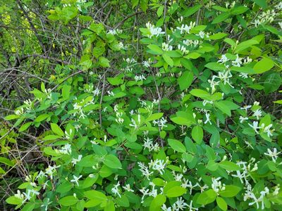 Lonicera morrowii, photographed by Jean Sorensen
