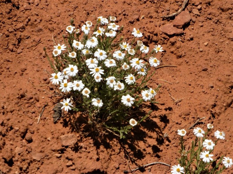Chaetopappa ericoides, photographed by Steve Woodward