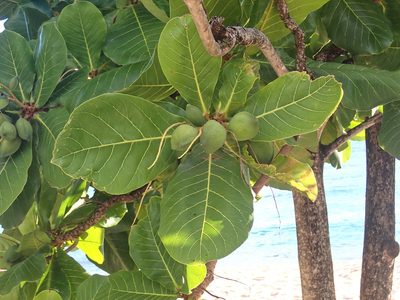 Terminalia catappa, photographed by Donald Davesne
