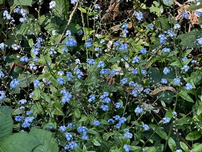 Myosotis latifolia, photographed by Chuck Wilson