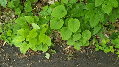 Dioscorea villosa, photographed by Jess Miller-Camp