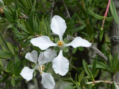 Fendlera rupicola, photographed by Steve Woodward