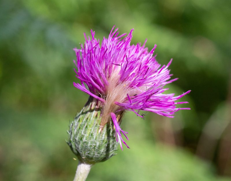Cirsium filipendulum, photographed by Daniela Costa