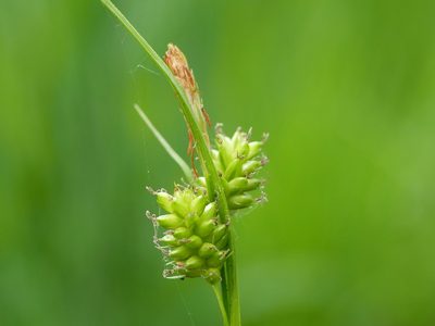 Carex pallescens, photographed by Wolfgang Jauch