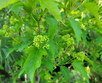 Acer tataricum, photographed by Jean Sorensen