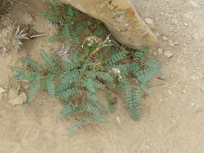 Astragalus lentiginosus, photographed by Steve Woodward