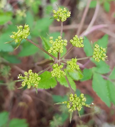 Arracacia aegopodioides, photographed by Eugenio Padilla