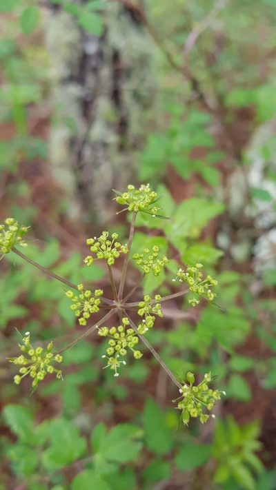 Arracacia aegopodioides, photographed by Eugenio Padilla