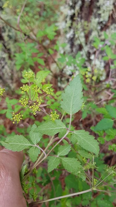 Arracacia aegopodioides, photographed by Eugenio Padilla