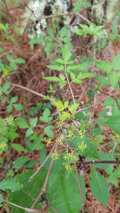 Arracacia aegopodioides, photographed by Eugenio Padilla