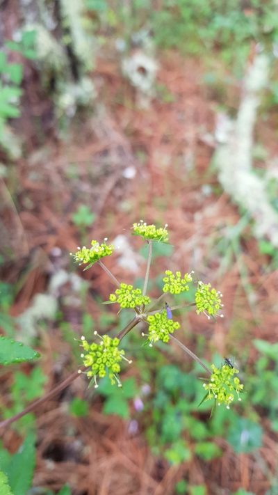 Arracacia aegopodioides, photographed by Eugenio Padilla