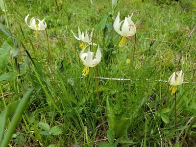 Erythronium oregonum, photographed by Sam Leininger