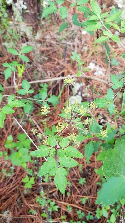 Arracacia aegopodioides, photographed by Eugenio Padilla