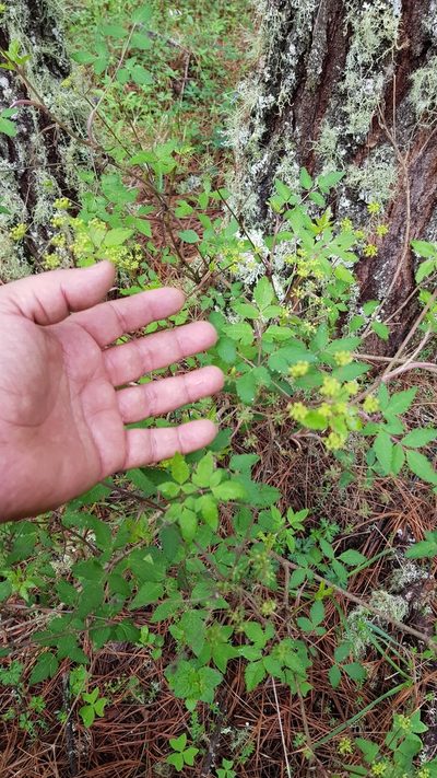 Arracacia aegopodioides, photographed by Eugenio Padilla