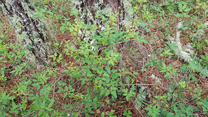 Arracacia aegopodioides, photographed by Eugenio Padilla