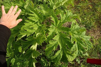 Heracleum mantegazzianum, photographed by Rob Wallace
