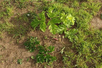 Heracleum mantegazzianum, photographed by Rob Wallace