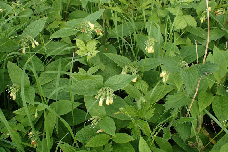 Symphytum tuberosum, photographed by Rob Wallace