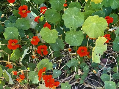 Tropaeolum majus, photographed by Chuck Wilson