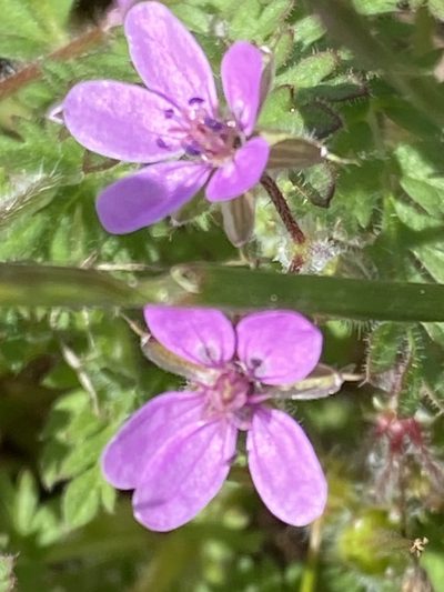 Erodium maculatum, photographed by rmjb