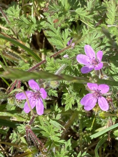 Erodium maculatum, photographed by rmjb