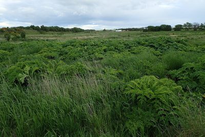 Heracleum mantegazzianum, photographed by Rob Wallace