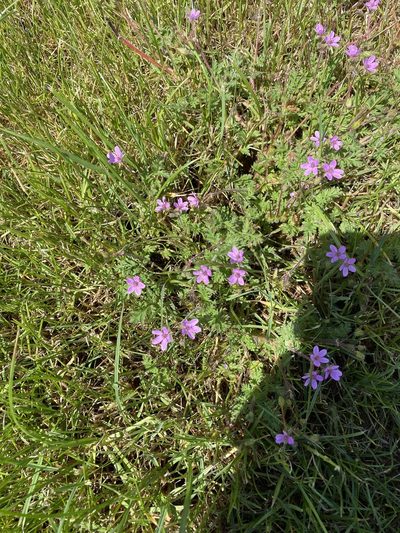 Erodium maculatum, photographed by rmjb