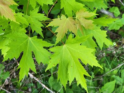 Acer saccharinum, photographed by Jean Sorensen
