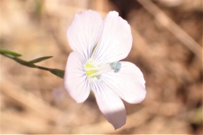 Linum bienne, photographed by Steve Woodward
