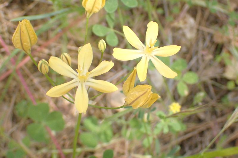 Triteleia ixioides, photographed by Steve Woodward