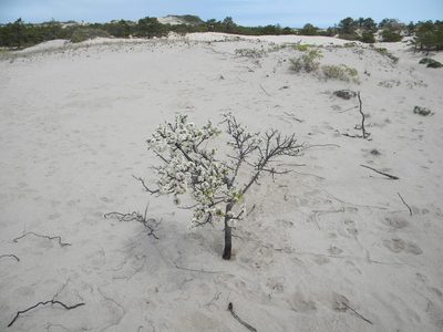 Prunus maritima
