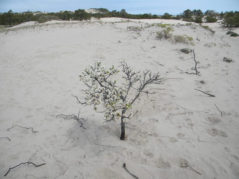Prunus maritima, photographed by Tim Kirsten