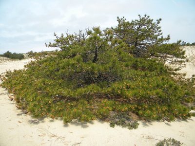 Pinus rigida, photographed by Tim Kirsten