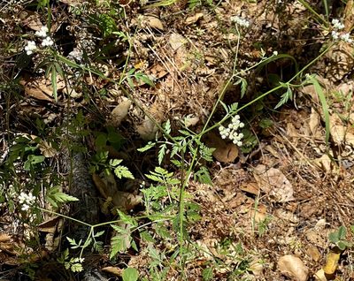 Torilis arvensis, photographed by Chuck Wilson