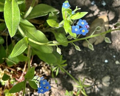 Myosotis latifolia, photographed by Chuck Wilson